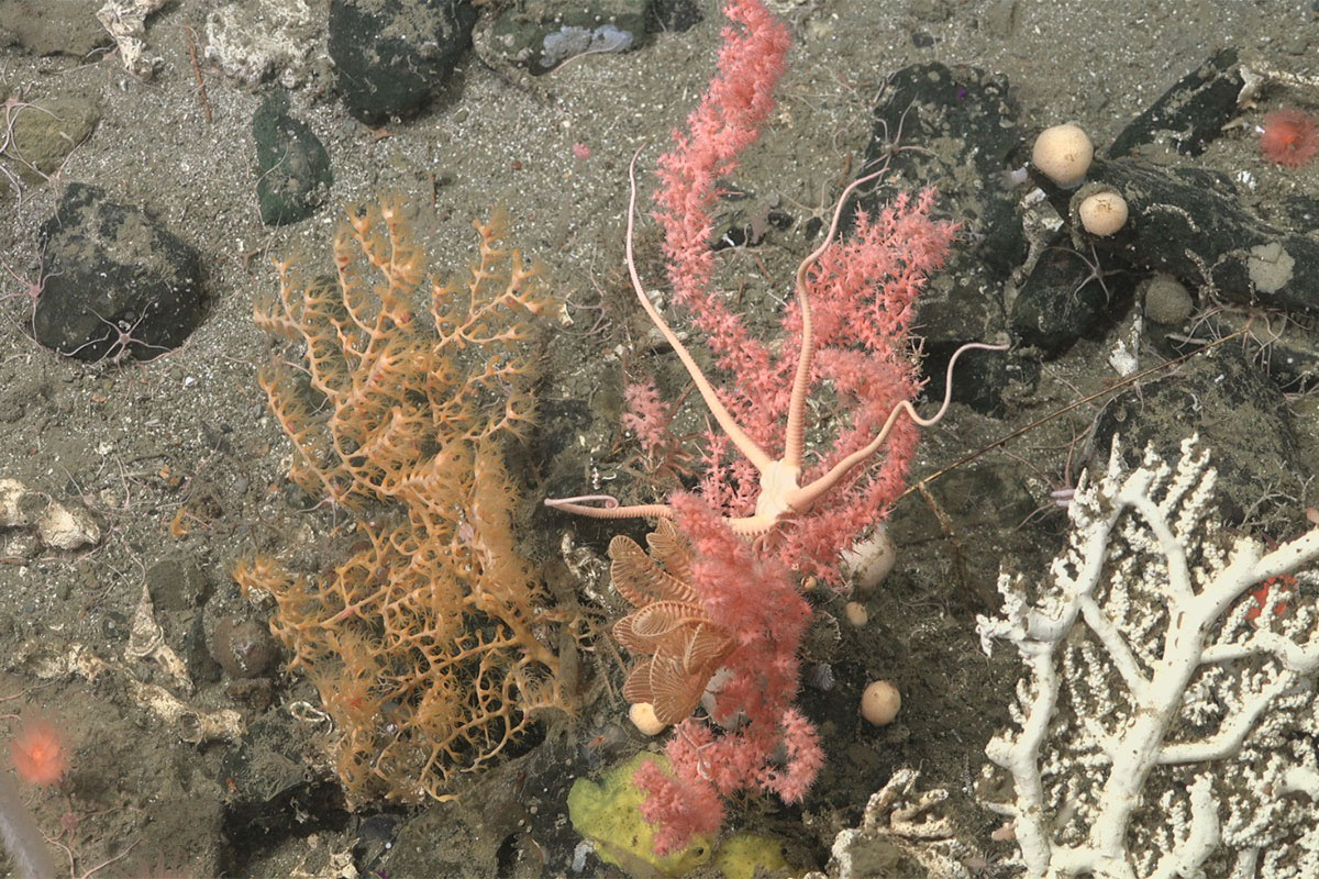 Una expedición al cañón submarino de Mar del Plata y una inédita transmisión en vivo