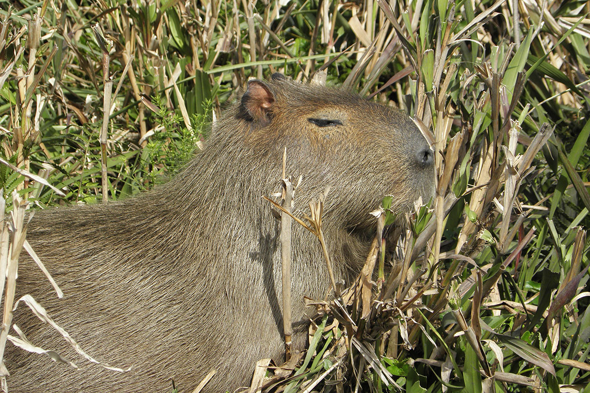 Triunfo de los carpinchos en Nordelta: la Justicia vuelve a protegerlos