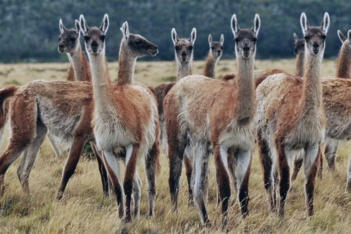 Weretilneck habilitó la mercantilización de fauna silvestre casi sin límites en Río Negro