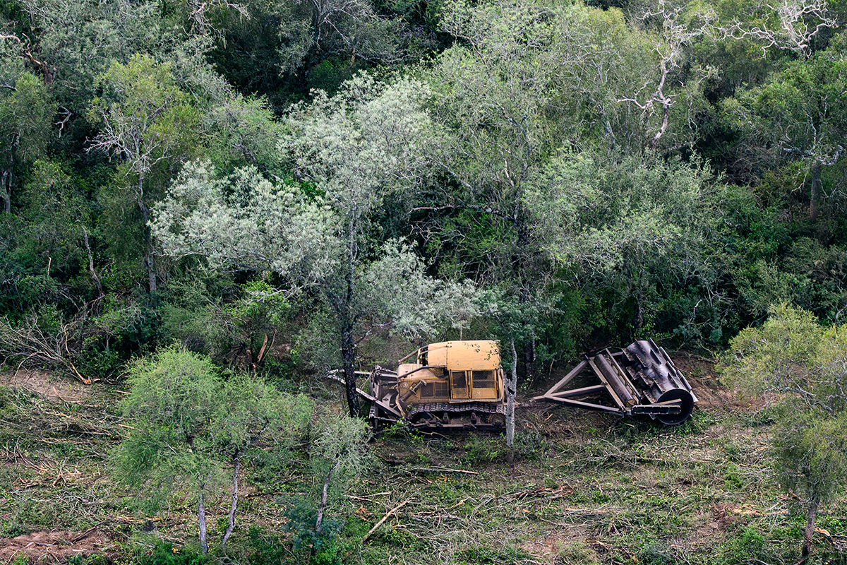 En seis meses se deforestaron ilegalmente más de 30 mil hectáreas en Santiago del Estero y Chaco