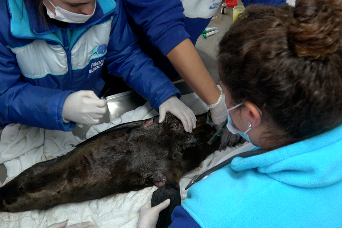 Preocupa la cantidad de animales marinos hallados heridos, enredados en basura o desnutridos
