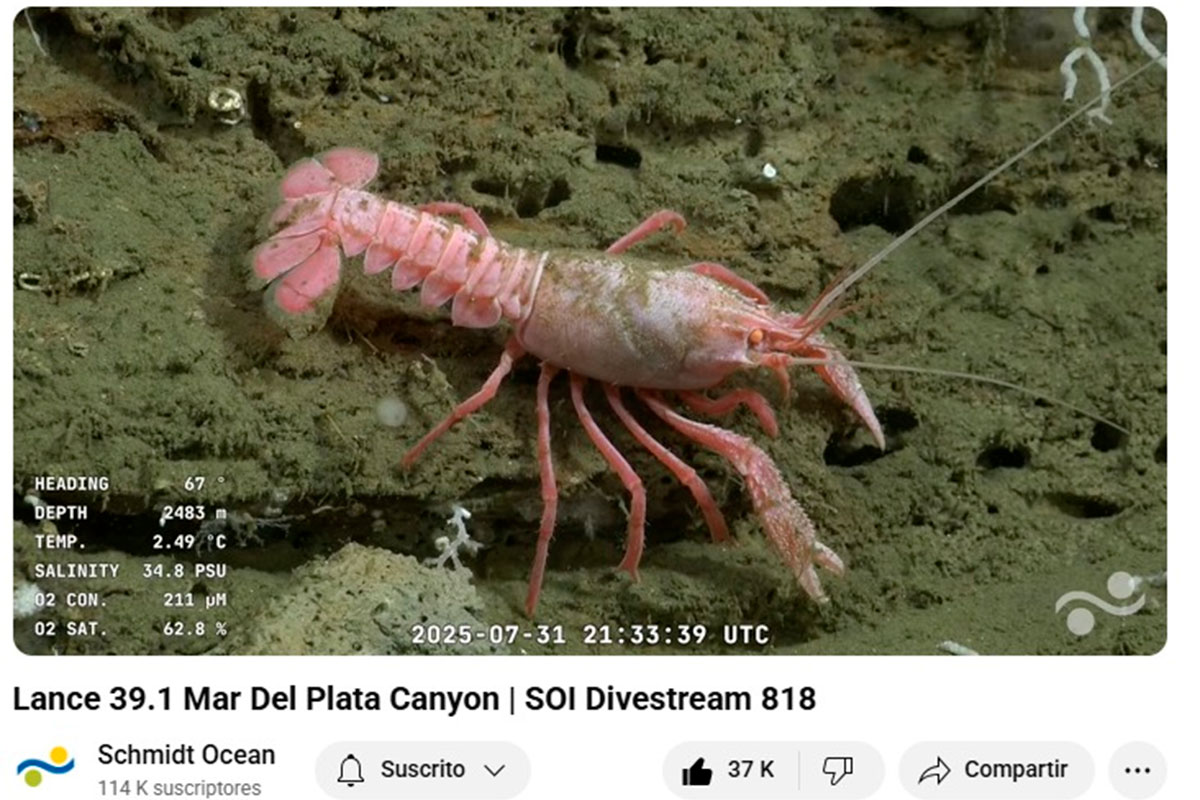 La cadena nacional de Javier Milei no llegó ni al 1% de las visualizaciones del streaming del Conicet