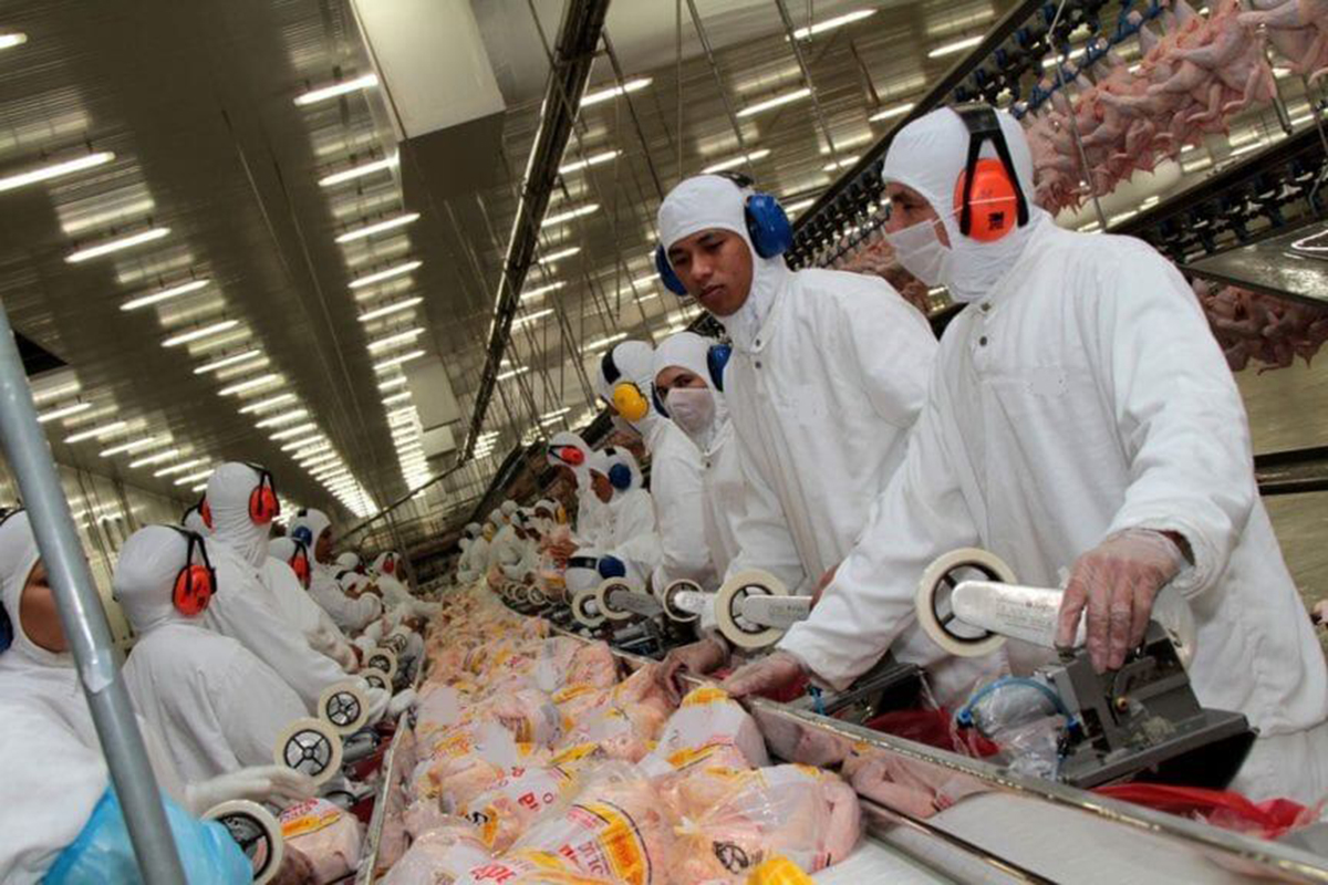 Suspenden las exportaciones avícolas tras detectarse un nuevo caso de gripe aviar