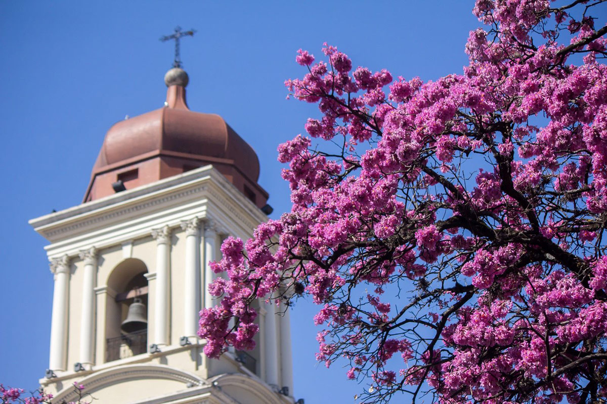 Cerca de la primavera, la época para disfrutar la belleza de los árboles y las flores