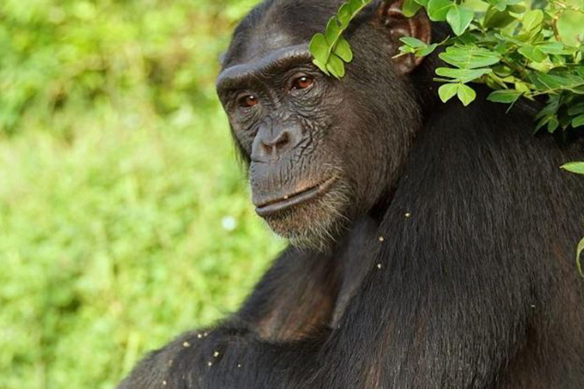 Descubren que las especies cooperativas tienen menos riesgo de desarrollar cáncer