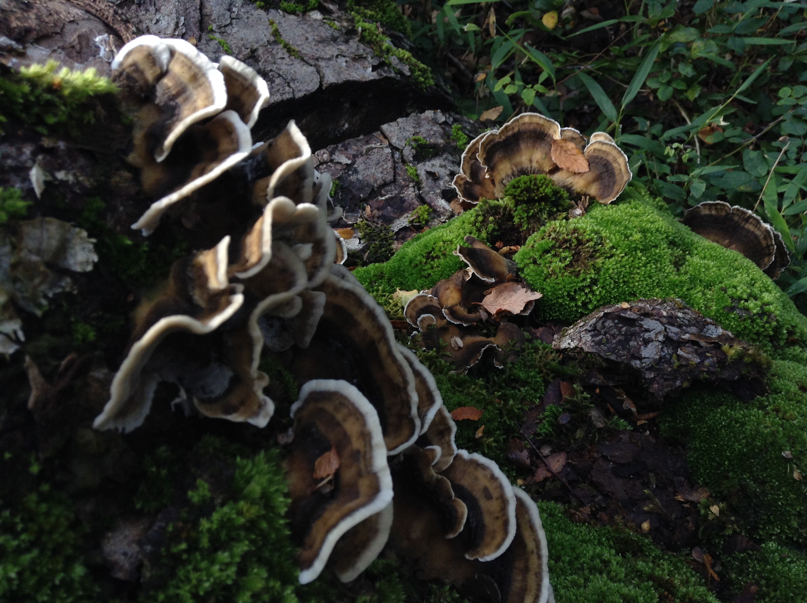 Confirmado: los hongos son tendencia en Claromecó