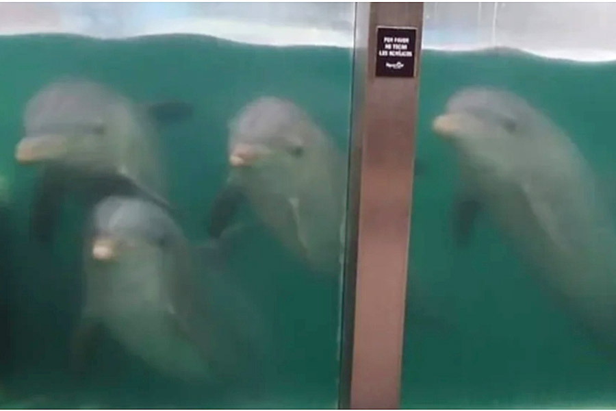 Aquarium Mar del Plata: a cinco meses del cierre preocupa el destino de los delfines