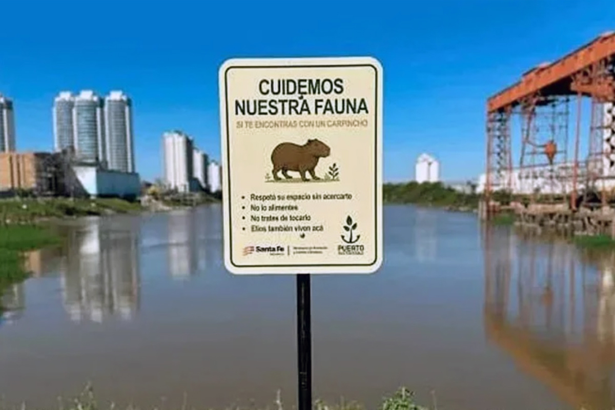 Buscan proteger a los carpinchos del Puerto de Santa Fe con la instalación de cartelería