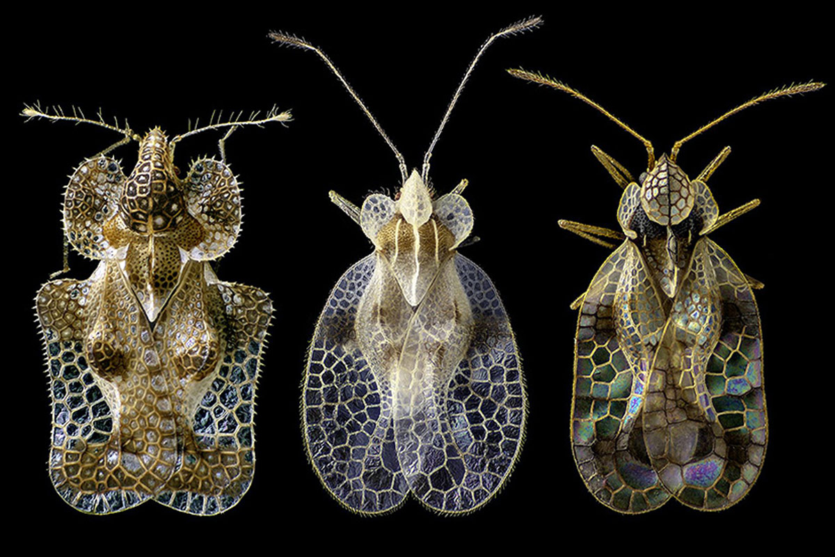 Una chinche invasora amenaza la producción frutihortícola de Sudamérica