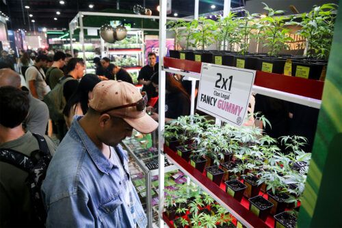 Espumantes, esquejes y vaporizadores: un viaje por la Expo Cannabis