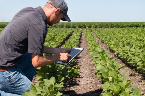 Horticultores proveen a trabajadores mineros sin dejar de lado las demandas ambientales