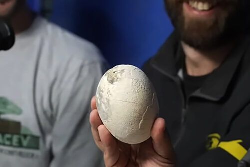 Científicos del Conicet encuentran en vivo un huevo de dinosaurio en La Patagonia