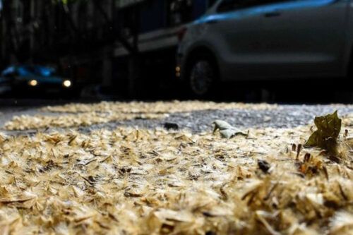 El lado oscuro del plátano de sombra: belleza urbana, pesadilla alérgica