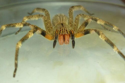 Expertos de la UNLP levantan la guardia por la aparición de una de las arañas más venenosas en la región - Image 3