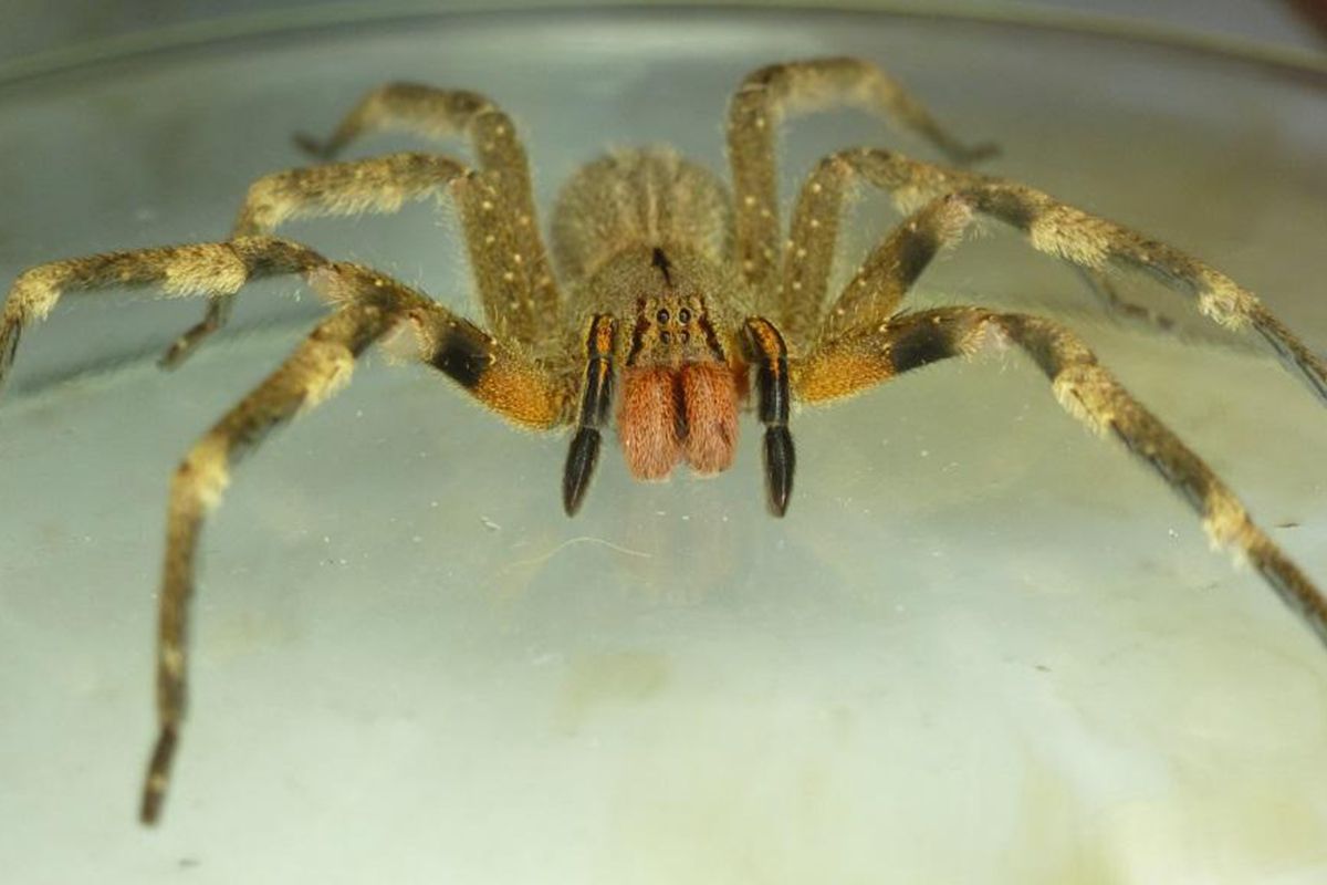 ¿Es posible que llegue a la región la peligrosa araña de los bananos?