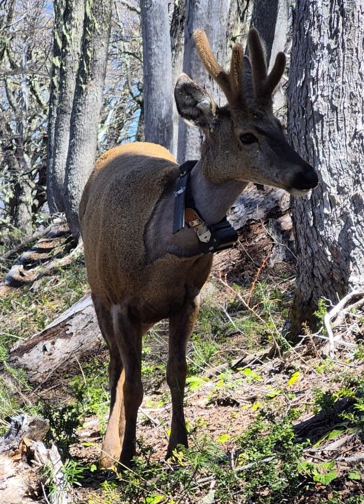 Newenche, el huemul que recorrió 80 km entre Argentina y Chile