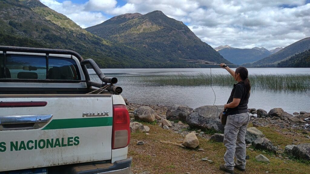 Newenche, el huemul que recorrió 80 km entre Argentina y Chile