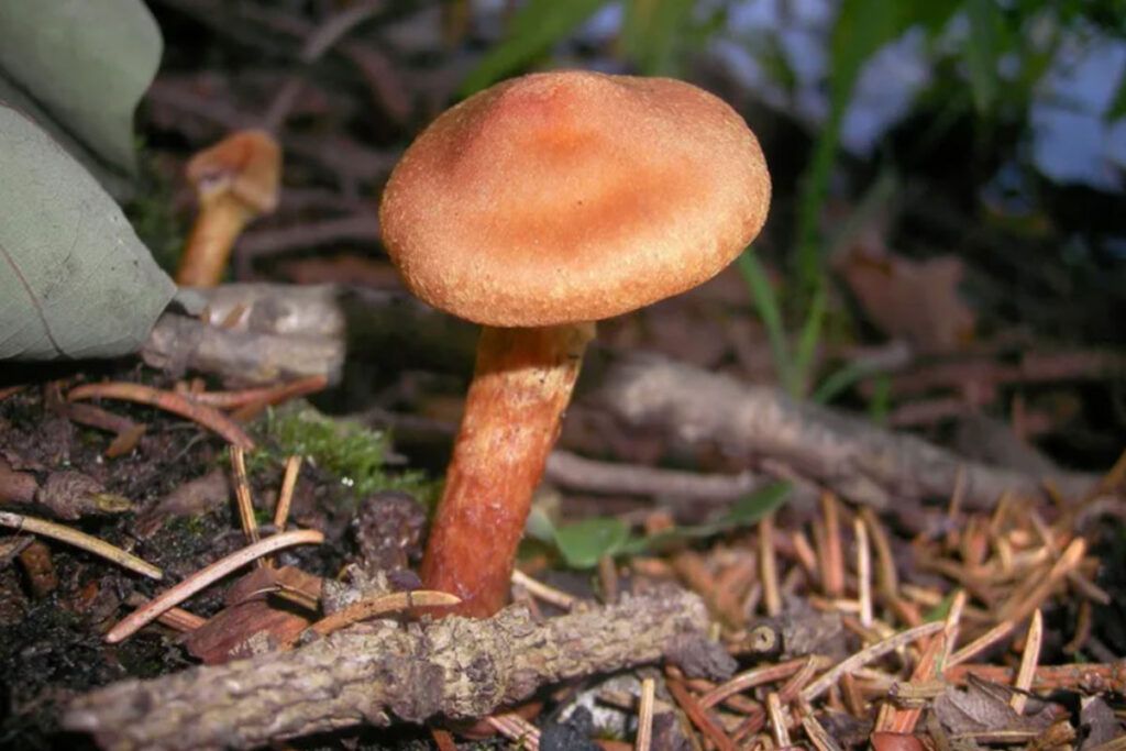 Bernardo Lechner, el detective de hongos 2 Bernardo Lechner, el detective de hongos