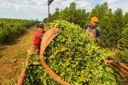 Sobre el fin del 2025 el Instituto Nacional de la Yerba Mate despidió al 25% de los trabajadores, que presentarán un amparo