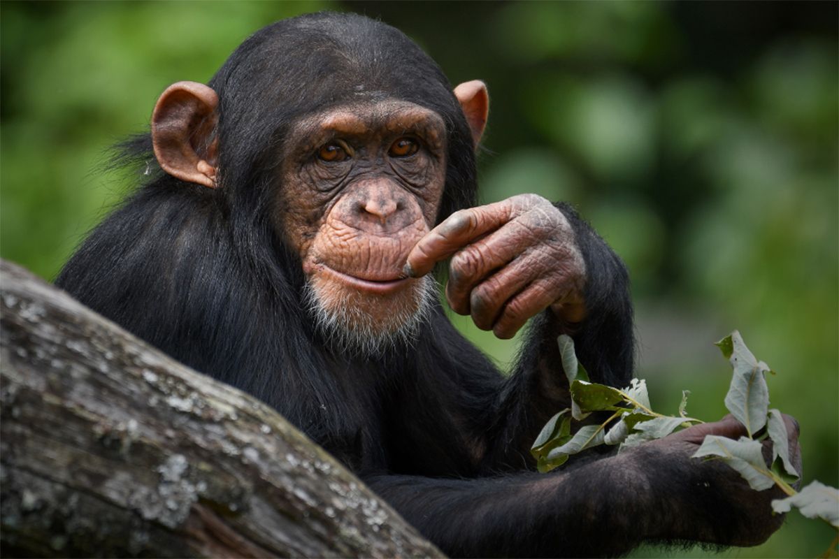 Descubren que las especies cooperativas tienen menos riesgo de desarrollar cáncer