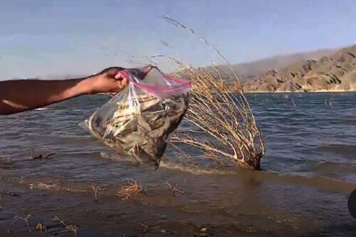 Peces muertos en San Juan: asambleas denunciaron un derrame minero y Ambiente dijo que fue un fenómeno natural