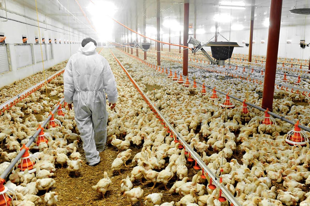 Sobre el acuerco comercial con EE UU: la esperanza de exportar supremas es lo último que se pierde