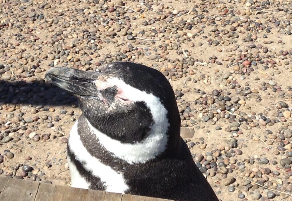 Temporada de pingüinos: dónde verlos y conocerlos
