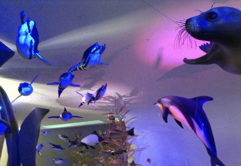 Temporada de pingüinos: dónde verlos y conocerlos