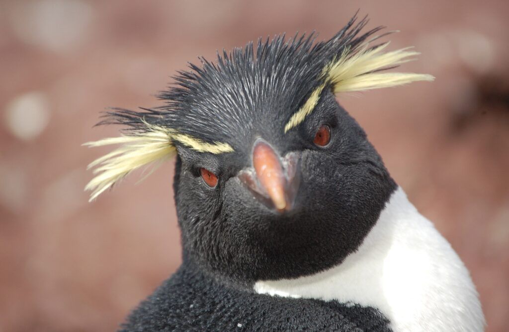 Temporada de pingüinos: dónde verlos y conocerlos