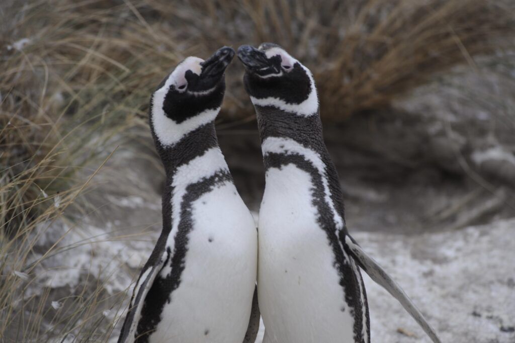 Temporada de pingüinos: dónde verlos y conocerlos
