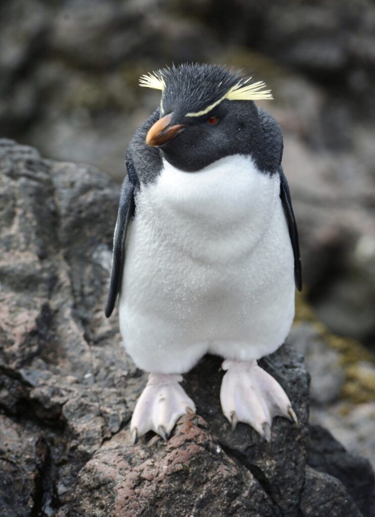 Temporada de pingüinos: dónde verlos y conocerlos