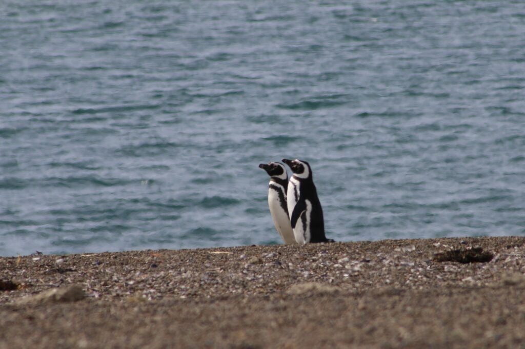 Temporada de pingüinos: dónde verlos y conocerlos