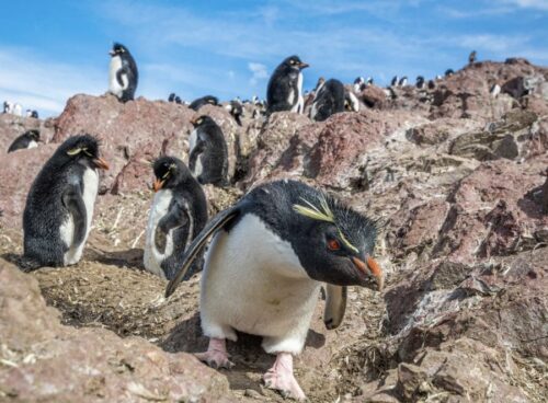 Temporada de pingüinos: dónde verlos y conocerlos