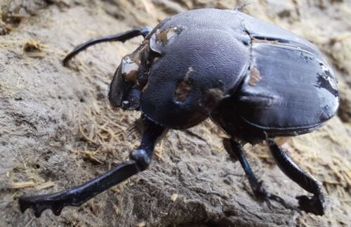 Un aliado inesperado para la ganadería y la agricultura regenerativa