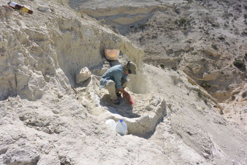 tortuga fósil chubut