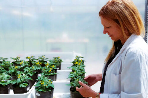 Cultivos resistentes al calor: premio internacional para una científica del Conicet