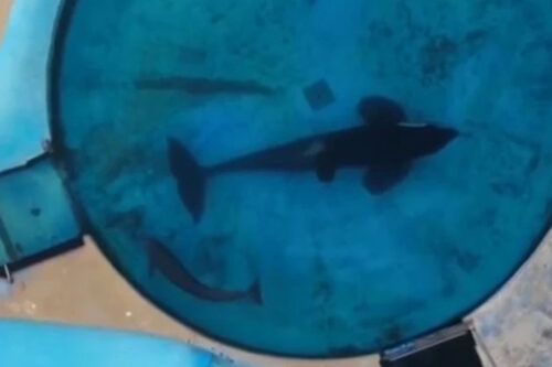 Réquiem para una orca: sobre la muerte de Kshamenk y sus 30 años de encierro