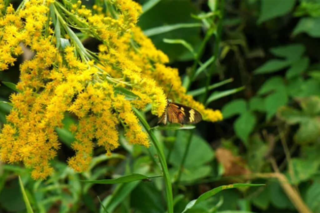 Vicente López: reclaman que no se renueve cesión de tierras a una escuela privada y sean destinadas a un espacio público frente al río 4 Vicente López: reclaman que no se renueve cesión de tierras a una escuela privada y sean destinadas a un espacio público frente al río