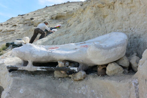 Descubren en Chubut una tortuga marina gigante de 20 millones de años: la sacaron en un «tortumóvil»