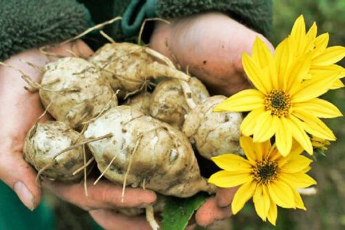 Jóvenes barilochenses fueron premiados por sus mermeladas de topinambur, un tubérculo saludable