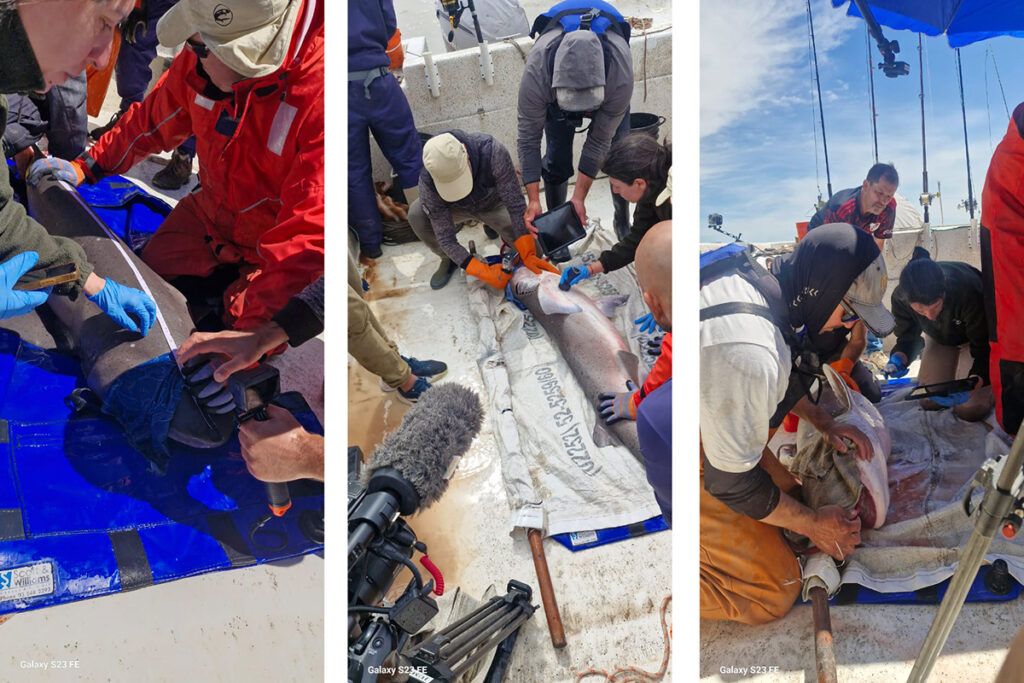 Jardín de infantes para gigantes en la Costa Atlántica