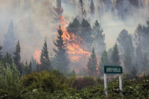 La invasión de pinos y su relación con los incendios forestales en la Patagonia