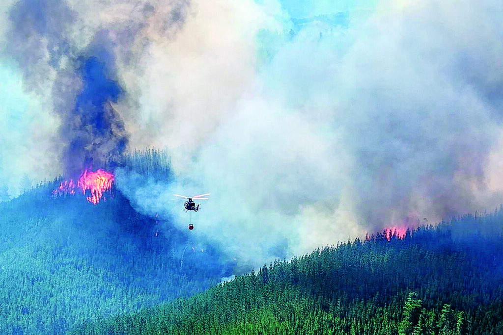 La invasión de pinos y su relación con los incendios forestales en la Patagonia