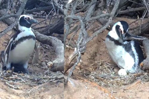Chau Netflix: el CONICET lanza un streaming para seguir la temporada de apareamiento de los pingüinos en Chubut