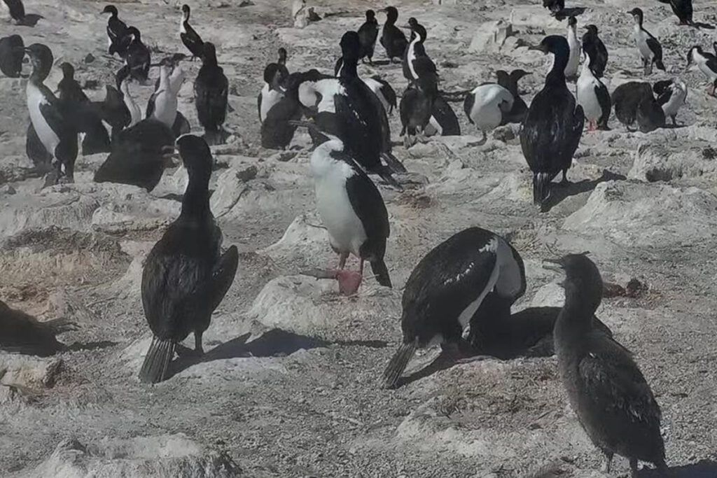 Chau Netflix: el CONICET lanza un streaming para seguir la temporada de apareamiento de los pingüinos en Chubut