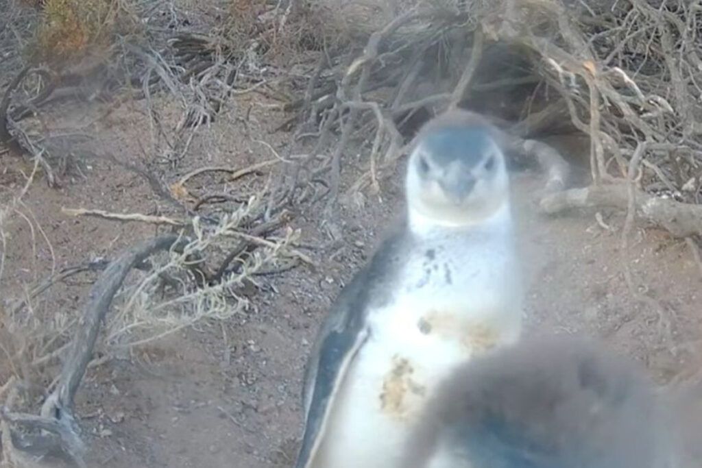 Chau Netflix: el CONICET lanza un streaming para seguir la temporada de apareamiento de los pingüinos en Chubut
