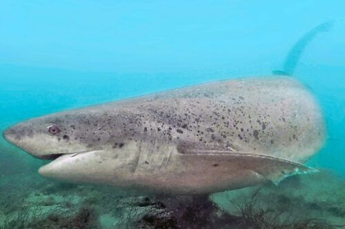 Jardín de infantes para gigantes en la Costa Atlántica