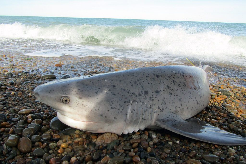 Jardín de infantes para gigantes en la Costa Atlántica