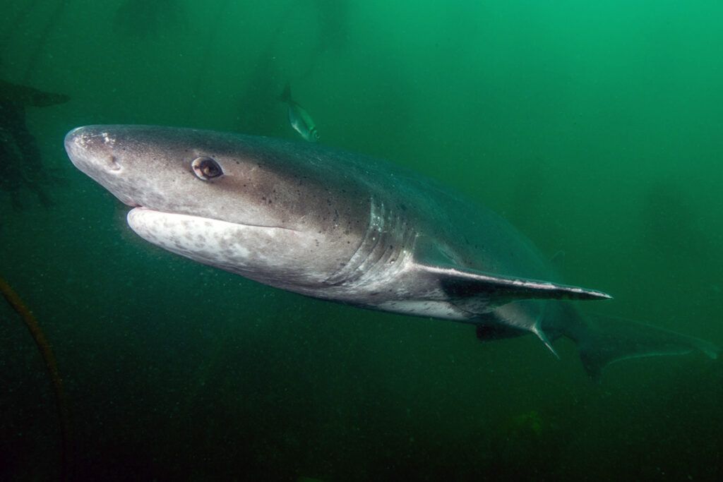 Jardín de infantes para gigantes en la Costa Atlántica