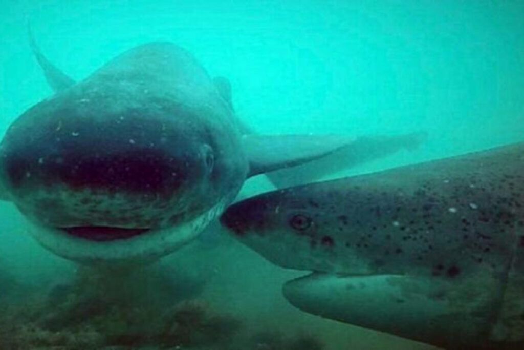 Jardín de infantes para gigantes en la Costa Atlántica